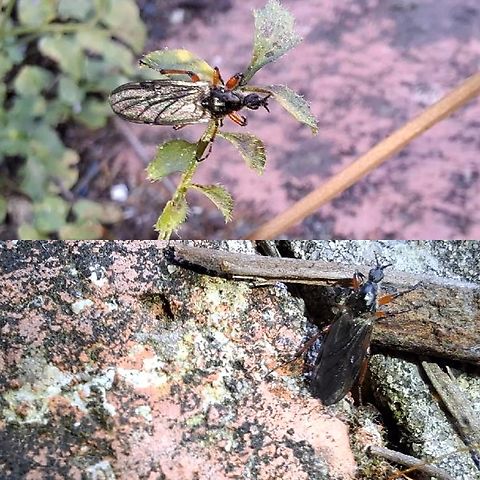 yellow-footed March fly  Bibio xanthopus,Geotagged,March fly,United States,female,yellow-footed March fly