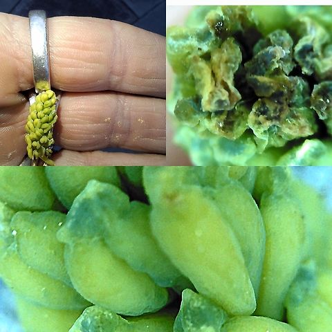 Ginkgo biloba pollen pod  Geotagged,Ginkgo biloba,United States,pollen