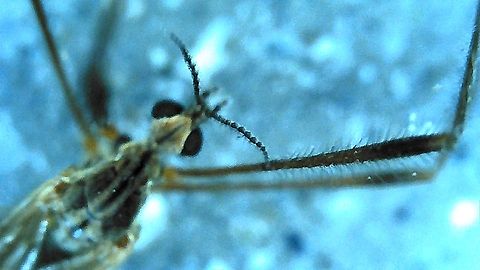 Limoniidae close up  Geotagged,Limoniidae,Spring,United States