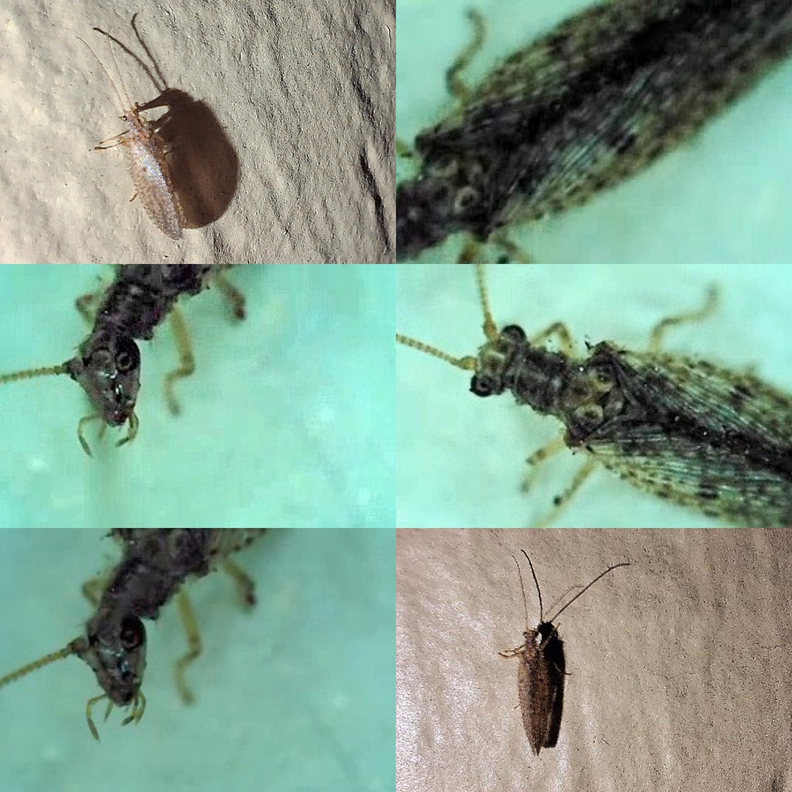 Hemerobius pacificus Here&#039;s a trick for those who don&#039;t have a computer.  I bought one of those magnifier that can take stills and videos.  A card reader connects the images to my phone. The mp3 converter the video so I can see them and extract stills. Geotagged,Hemerobiidae,Hemerobius pacificus,Pacific Brown Lacewing,United States,brown lacewing,pacific brown lacewing
