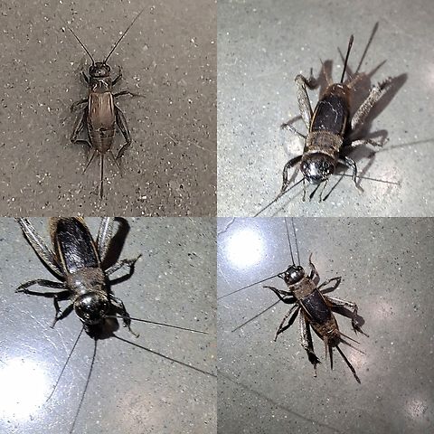 Damp loving field cricket.  Geotagged,Gryllus vocalis,United States,damp-loving field cricket,female,gryllus