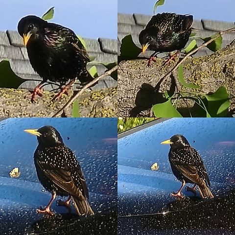 Common starling  Common Starling,Common starling,Geotagged,Sturnus vulgaris,United States