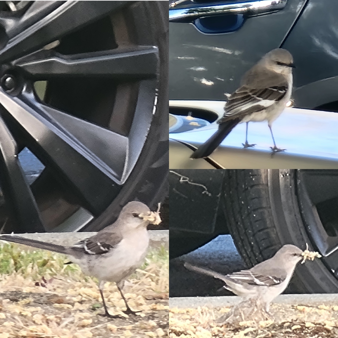 Northern Mockingbird  Geotagged,Mimus polyglottos,Northern Mockingbird,Northern mockingbird,Passerines,United States