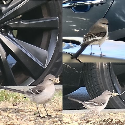 Northern Mockingbird  Geotagged,Mimus polyglottos,Northern Mockingbird,Northern mockingbird,Passerines,United States