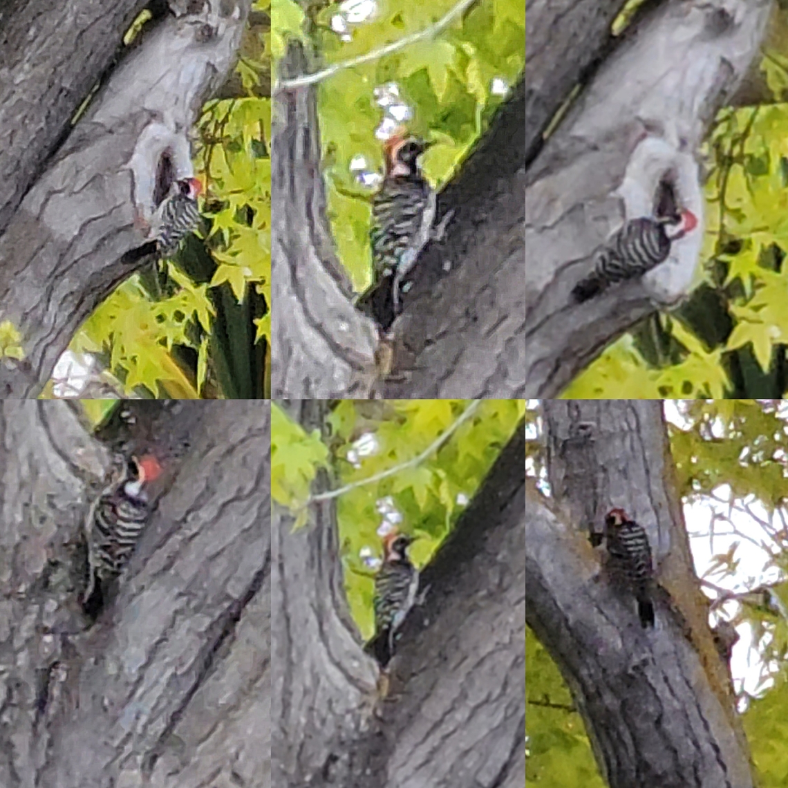 Nuttall's woodpecker I had to video record him. He was moving to fast to get a still. Dryobates nuttallii,Geotagged,Male,Nuttall's woodpecker,Nuttalls woodpecker,United States