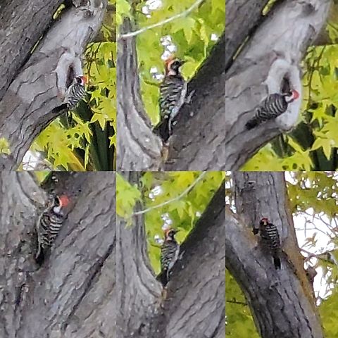 Nuttall's woodpecker I had to video record him. He was moving to fast to get a still. Dryobates nuttallii,Geotagged,Male,Nuttall's woodpecker,Nuttalls woodpecker,United States