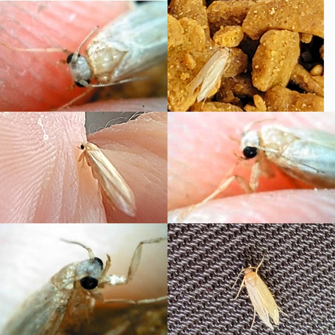 Common clothes moth Found it in cat food.  Common clothes moth,Geotagged,Tineola bisselliella,United States