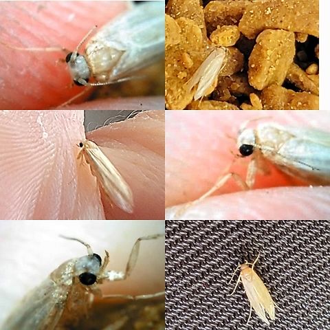 Common clothes moth Found it in cat food.  Common clothes moth,Geotagged,Tineola bisselliella,United States