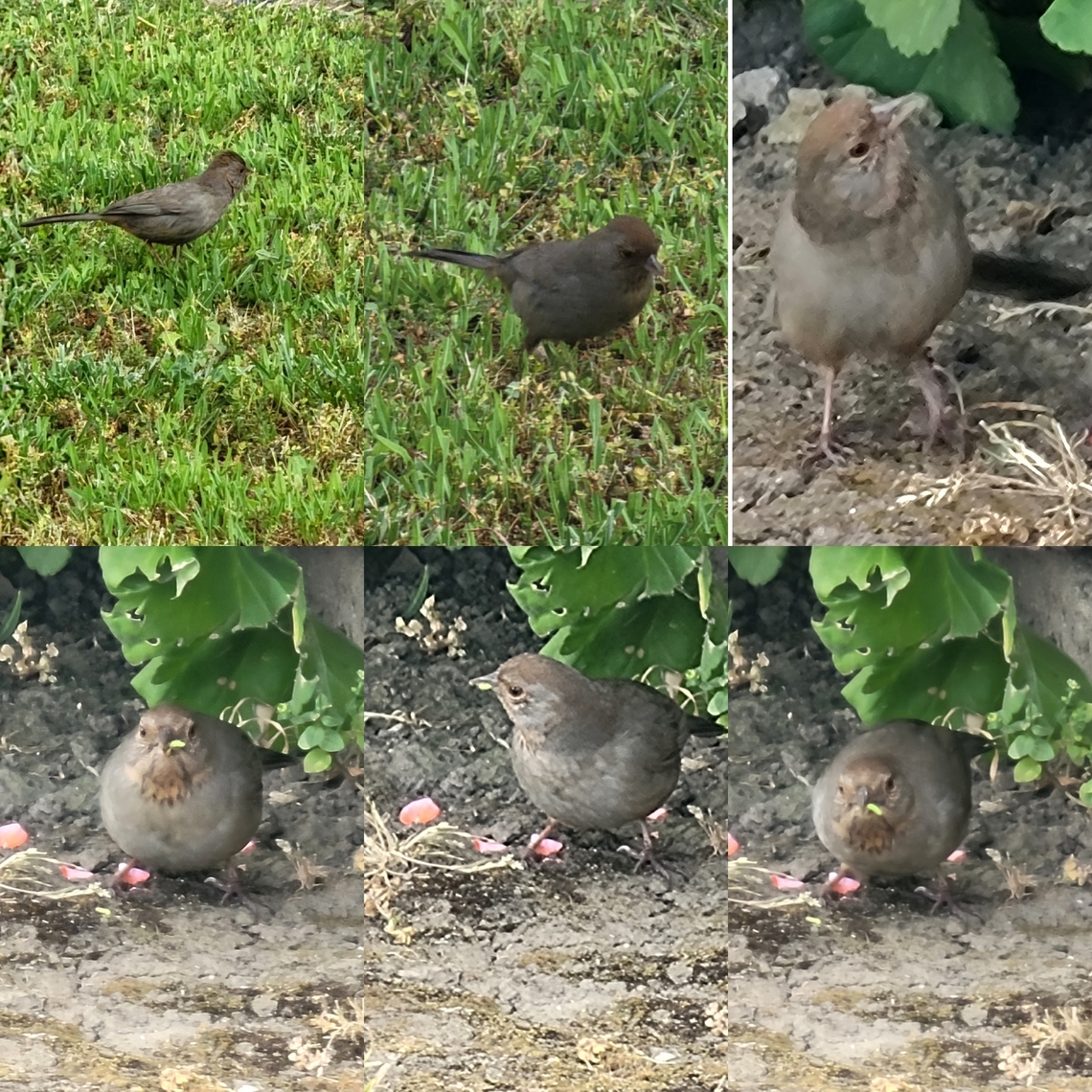 California towhee Might be a bud worm it ate. It&#039;s found on geraniums.  California towhee,Geotagged,Melozone crissalis,United States