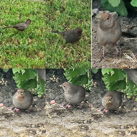 California towhee Might be a bud worm it ate. It's found on geraniums.  California towhee,Geotagged,Melozone crissalis,United States