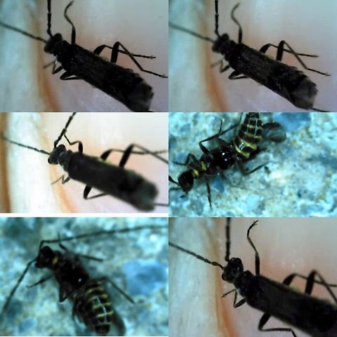 Malthodes Species unknown.  I tried looking it up but most belonged In the UK. Found drowning in the cat dish. Geotagged,Malthodes,Soldier Beetle,United States