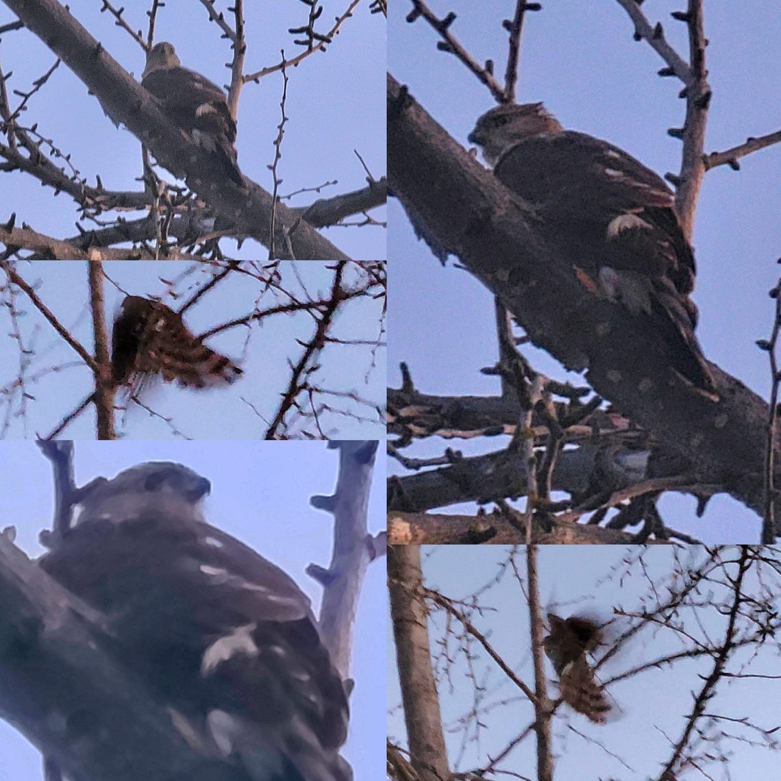 Cooper's hawk I was torn between sharp-shinned hawk and cooper&#039;s hawk.  The call made the difference.  It sounds like a squeak toy. Accipiter cooperii,Cooper's Hawk,Cooper's hawk,Coopers Hawk,Geotagged,Male,United States,accipiter cooperii