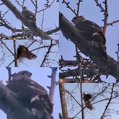 Cooper's hawk I was torn between sharp-shinned hawk and cooper's hawk.  The call made the difference.  It sounds like a squeak toy. Accipiter cooperii,Cooper's Hawk,Cooper's hawk,Coopers Hawk,Geotagged,Male,United States,accipiter cooperii