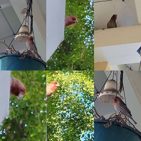 Haemorhous mexicanus peekaboo  Geotagged,Haemorhous mexicanus,House Finch,United States,house finch,male House Finch