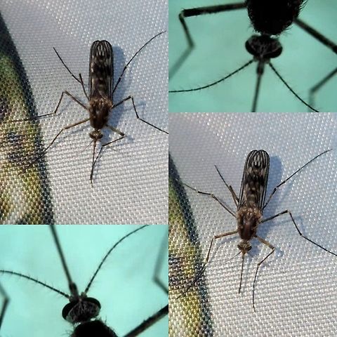 Culicidae She was bugging me,the cat,  and she looked like she wanted wet cat food.
Culex stigmatosomais known as the Banded Foul Water Mosquito due to its association with polluted water and can be found in most California counties.
The Banded Foul Water Mosquito is a dark bodied, medium-sized mosquito with a prominent white band on its proboscis (beak) and white bands on the tarsi (feet). It is further characterized by black scales which form &ldquo;o&rdquo; spots on the underside of the blunt-tipped abdomen. This mosquito most closely resembles Culex tarsalisbut lacks the white stripe on the hind legs.
Foul Water Mosquitoes do occasionally create domestic, industrial and agricultural pest problems when they are present in large numbers. Although Western Equine Encephalitis and St. Louis Encephalitis has been isolated from natural populations of these mosquitoes, their reluctance to bite humans reduces their efficiency as disease carriers. This species has recently been identified as a carrier of West Nile Virus, a mosquito-borne disease that is rapidly spreading across the United States.
 Culicidae,Diptera,Geotagged,United States