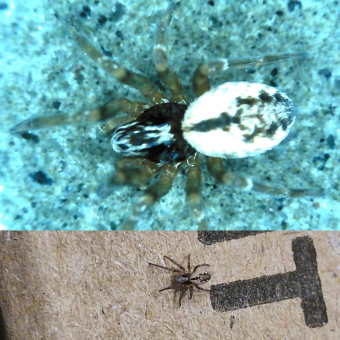 mesh web weaver I thought she was a spiderling. They're full size at 2 to 3 mm. I keep a handheld magnifier for just such occasions.  The best pictures I could get because she would not stop running. Dictyna,Dictyna calcarata,Geotagged,United States,female,mesh web weaver