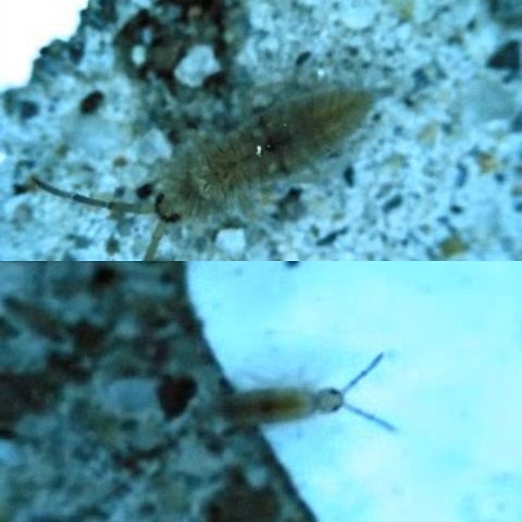 Entomobrya unostrigata  Cotton springtail,Entomobrya unostrigata,Geotagged,Hexapoda,United States