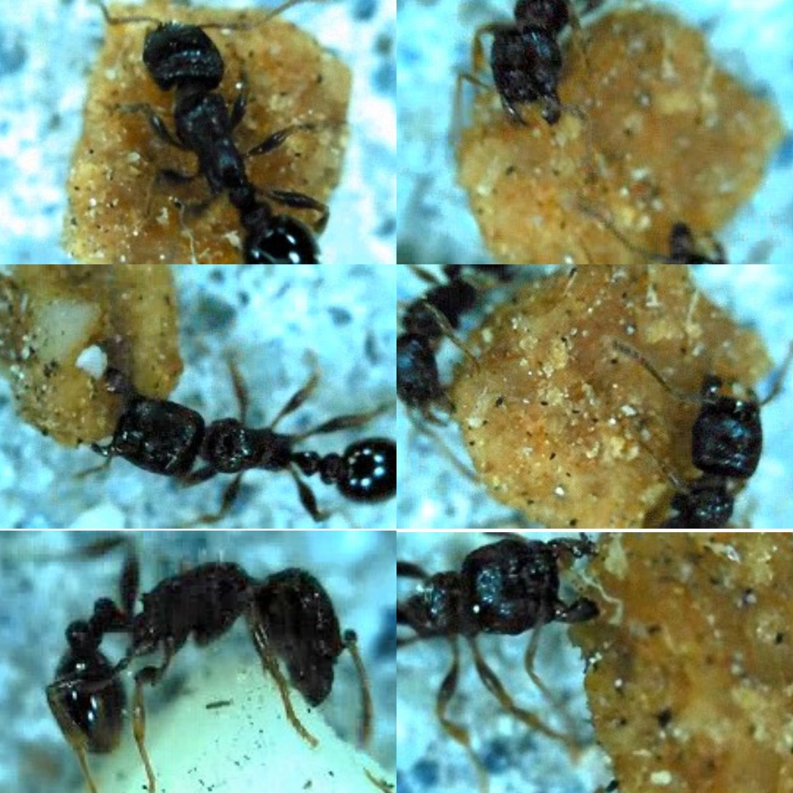 Tetramorium immigrans Trying to move bits of cat food Geotagged,Immigrant Pavement Ant,Tetramorium immigrans,United States,pavement ant