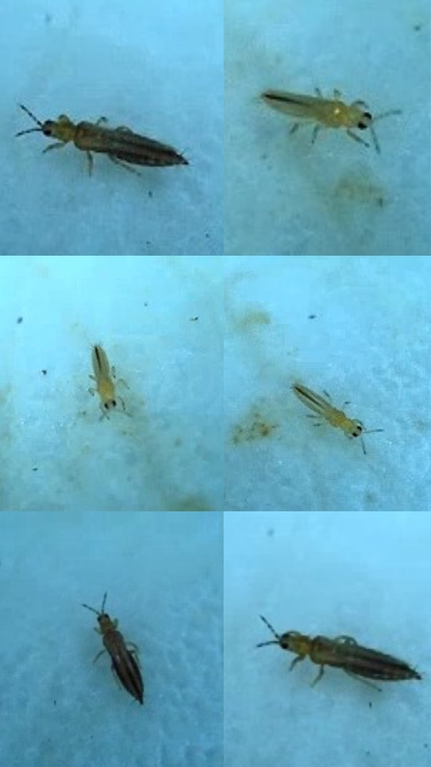 Western flower thrips Found in a rose. Frankliniella occidentalis,Geotagged,United States,Western flower thrips