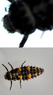 Harmonia axyridis  Geotagged,Harmonia axyridis,Multicolored Asian Lady Beetle,Multicolored Asian Lady Beetle Larva,United States