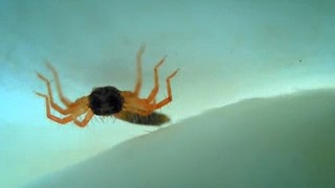 Money spider  Geotagged,Spring,United States,Walckenaeria,dwarf spider,money spider