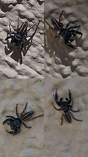 Metacyrba taeniola  Geotagged,Jumping Spider,Metacyrba taeniola,Salticidae,United States