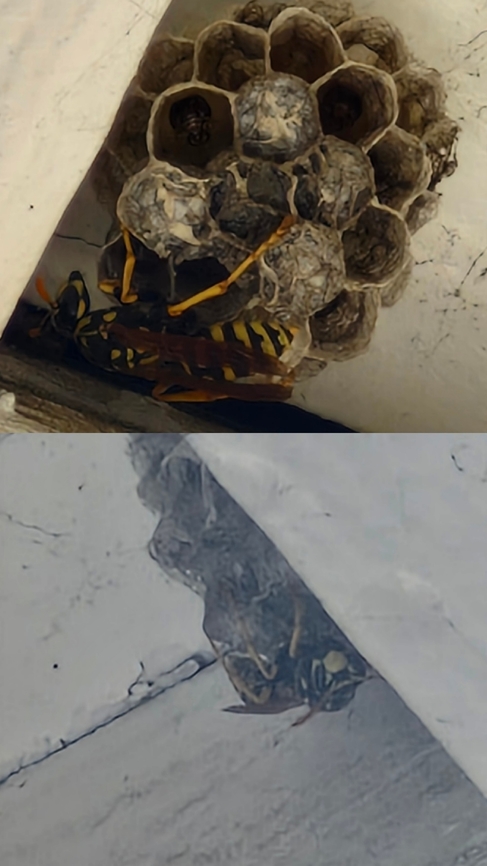 Polistes dominula  European paper wasp,Polistes dominula