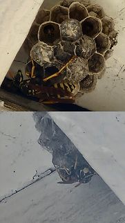 Polistes dominula  European paper wasp,Polistes dominula