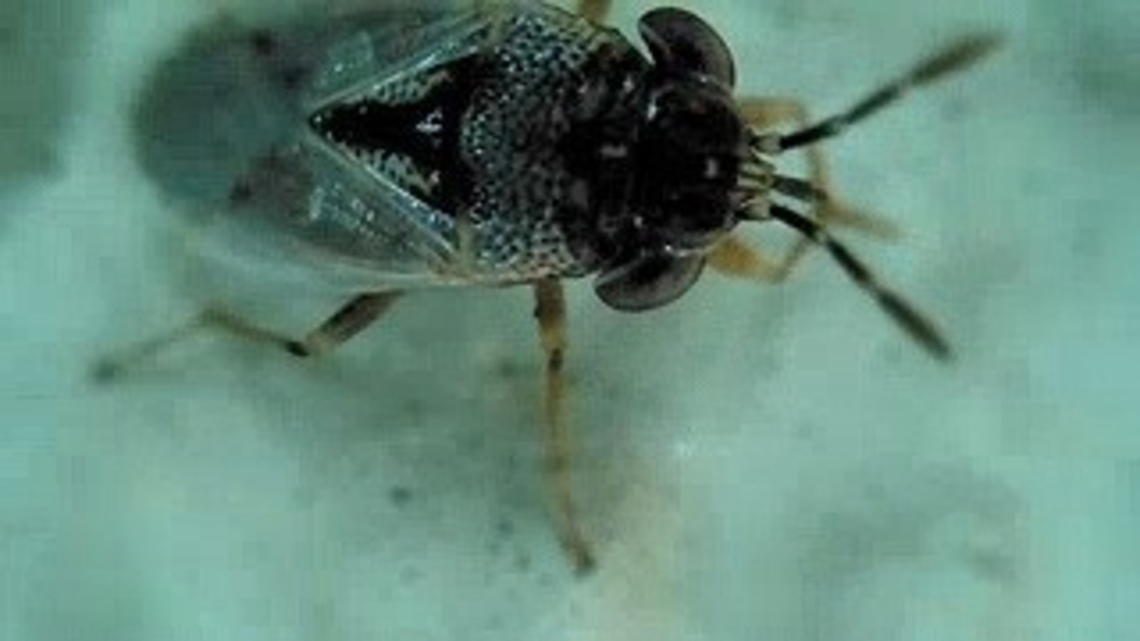 Western big-eyed bug  Geocoris pallens,Geotagged,Spring,United States,Western Big-eyed Bug