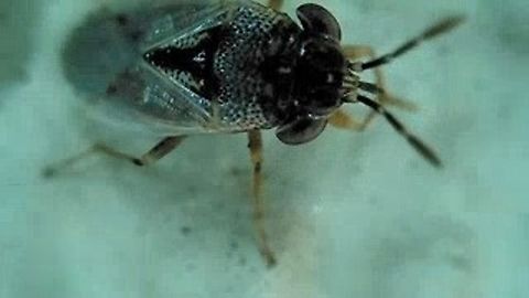 Western big-eyed bug  Geocoris pallens,Geotagged,Spring,United States,Western Big-eyed Bug