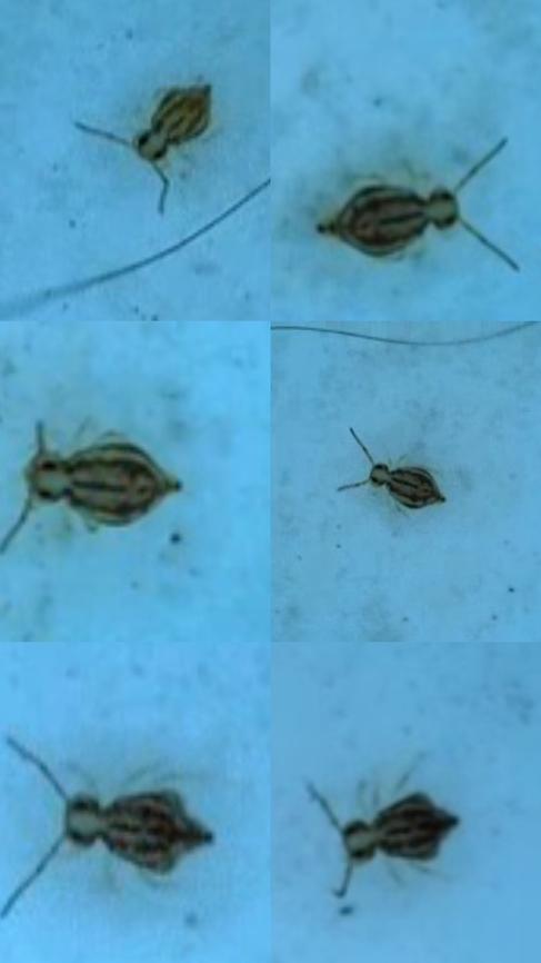 Globular springtail I don't know if it's Sminthurus mencenbergae. It doesn't have a stripe in the middle of it's head. 3600 species is a needle in the haystack for identification.  Collembola,Geotagged,Globular springtail,Hexapoda,Symphypleona,United States