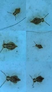 Globular springtail I don't know if it's Sminthurus mencenbergae. It doesn't have a stripe in the middle of it's head. 3600 species is a needle in the haystack for identification.  Collembola,Geotagged,Globular springtail,Hexapoda,Symphypleona,United States