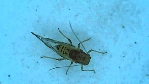 Aphid Green Peach Aphid, maybe.  Aphididae,Geotagged,Green Peach Aphid,Spring,United States,aphid