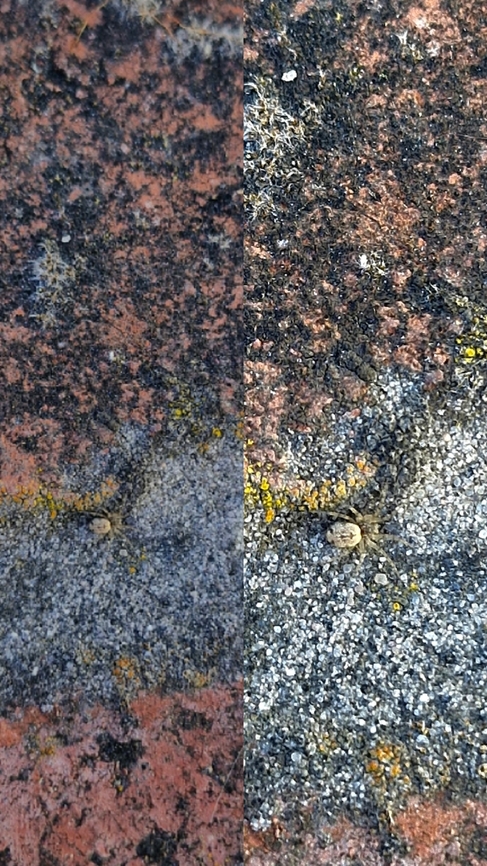 Oecobius maculatus Blended with the ground.  Geotagged,Oecobius maculatus,United States,Wall spider,maculated wall spider