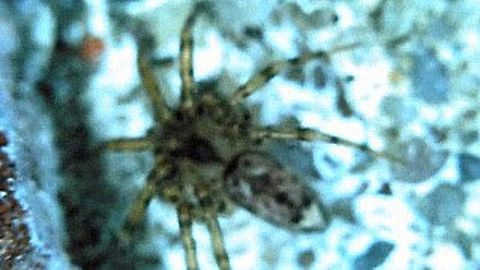 Wall spider  Geotagged,Oecobius navus,Spring,United States,wall spider