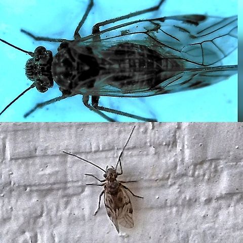 Barklice  Barklice,Geotagged,United States