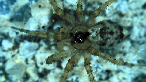 Oecobius navus Better quality because it wasn't moving.  Geotagged,Oecobius navus,Summer,United States,Wall Spider,Wall spider