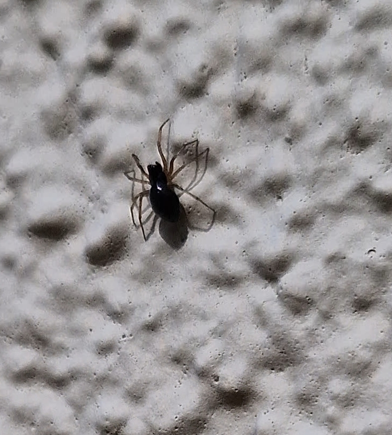 sheetweb spider  Centromerita bicolor,Geotagged,Spring,United States,sheetweb spider