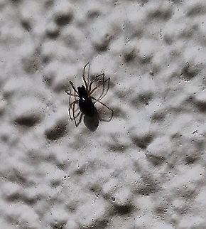 sheetweb spider  Centromerita bicolor,Geotagged,Spring,United States,sheetweb spider