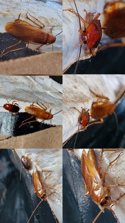 Turkestan cockroach female nymph and male Caught in a sticky situation.  Geotagged,Periplaneta lateralis,Turkestan cockroach,United States,female nymph,male