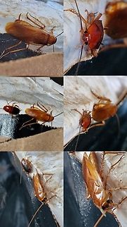 Turkestan cockroach