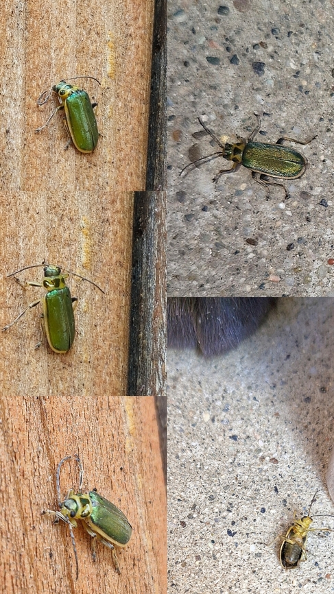 coyote brush leaf beetle Cat paw for size comparison. Geotagged,Trirhabda flavolimbata,United States,coyote brush leaf beetle,leaf beetle