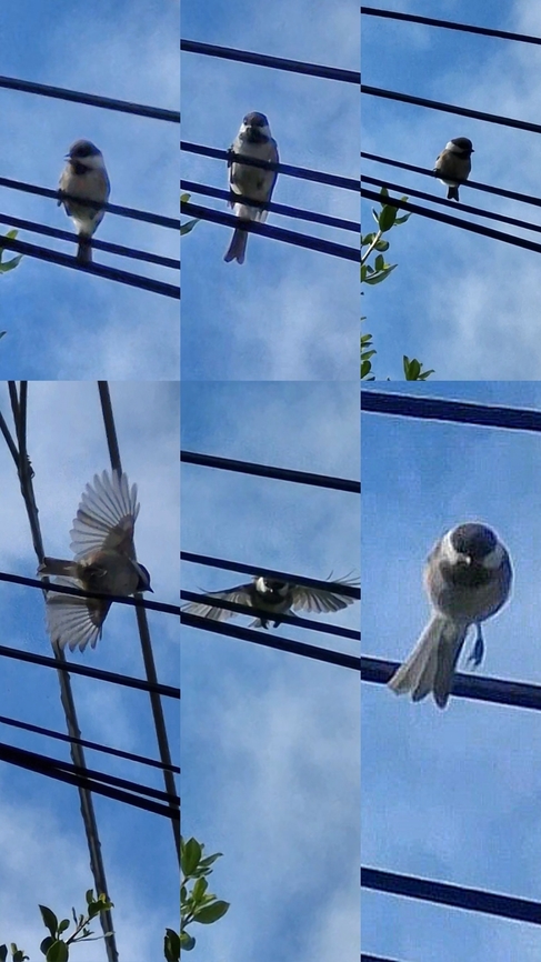Black-capped Chickadee  Black-capped Chickadee,Black-capped chickadee,Geotagged,Poecile atricapillus,United States