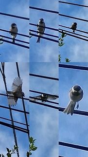 Black-capped Chickadee  Black-capped Chickadee,Black-capped chickadee,Geotagged,Poecile atricapillus,United States