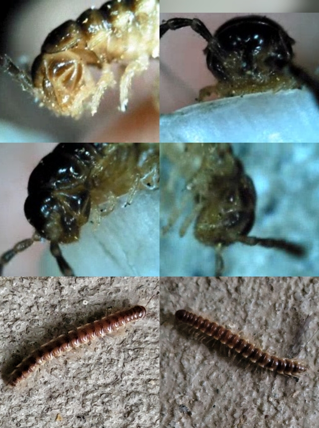 Oxidus gracilis Close up. Geotagged,Greenhouse millipede,Oxidus gracilis,United States