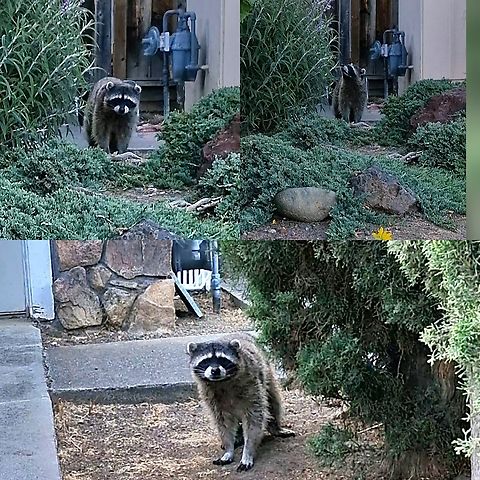 I thought is was the other stray cat when it turned the corner One of my strays was at the door. I wasn't expecting the other one because today is garbage day. The truck scares her. If I'd known it was this raccoon that there, I would have had my camera sooner.  It was about 6 feet from me. That probably the one that has been leaving cat food in the cat water fountain.   Common Raccoon,Geotagged,Procyon lotor,United States,raccoon