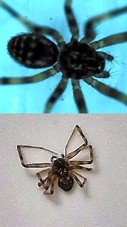 Dead spider  Geotagged,United States,spider