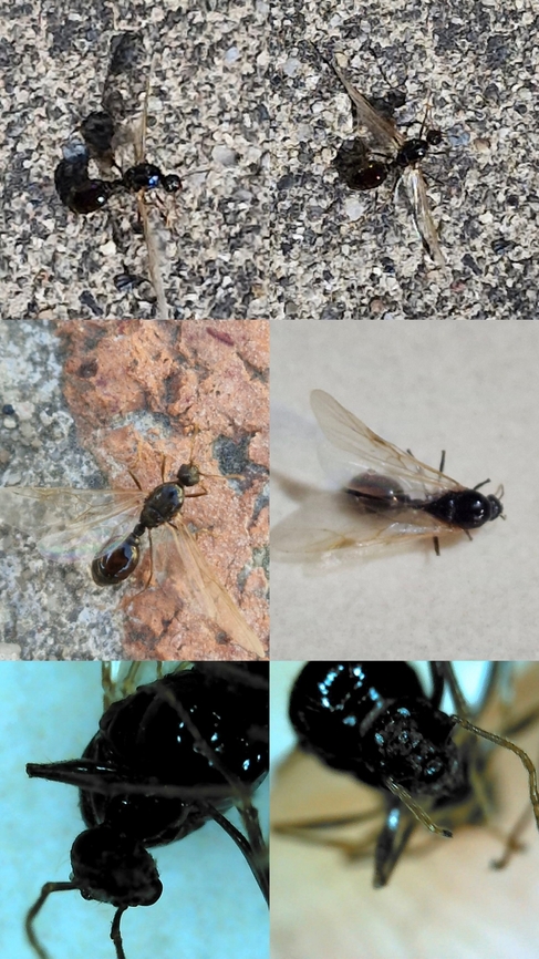 Hot days bring out queens  Geotagged,Tetramorium immigrans,United States,pavement ants,queen