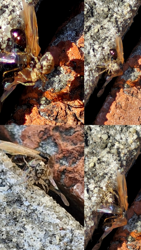 maculated wall spider captures queen  Geotagged,Oecobius maculatus,Tetramorium immigrans,United States,maculated wall spider