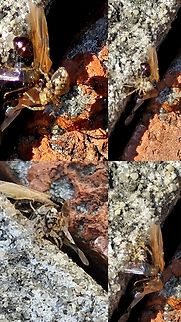 maculated wall spider captures queen  Geotagged,Oecobius maculatus,Tetramorium immigrans,United States,maculated wall spider